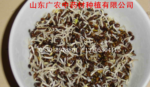 黄芪种子（测试芽率）